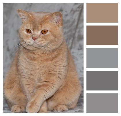 British Shorthair Cat Pet Image